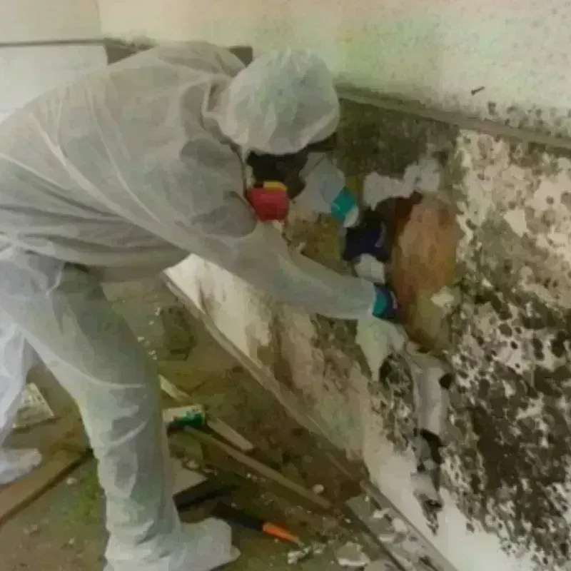 Mold Remediation and Removal in Redlands, CO